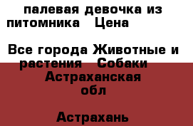 палевая девочка из питомника › Цена ­ 40 000 - Все города Животные и растения » Собаки   . Астраханская обл.,Астрахань г.